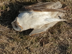 Tyto alba delicatula