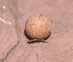 Atrusca brevipennata