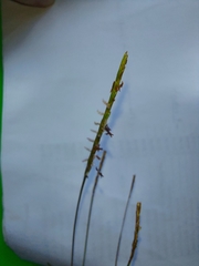 Eremochloa ophiuroides