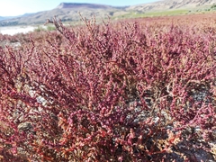 Petrosimonia oppositifolia