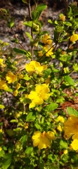 Hibbertia pilosa
