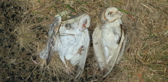 Tyto alba delicatula
