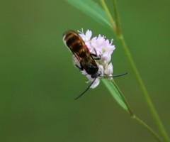 Dielis plumipes