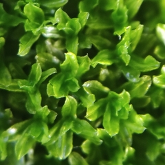 Dialytrichia mucronata