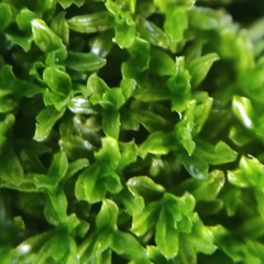 Dialytrichia mucronata