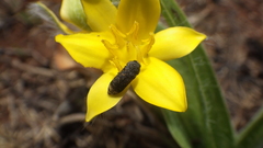 Acmaeodera ruficaudis