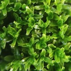 Dialytrichia mucronata