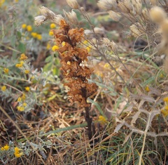 Orobanche kochii