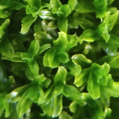 Dialytrichia mucronata