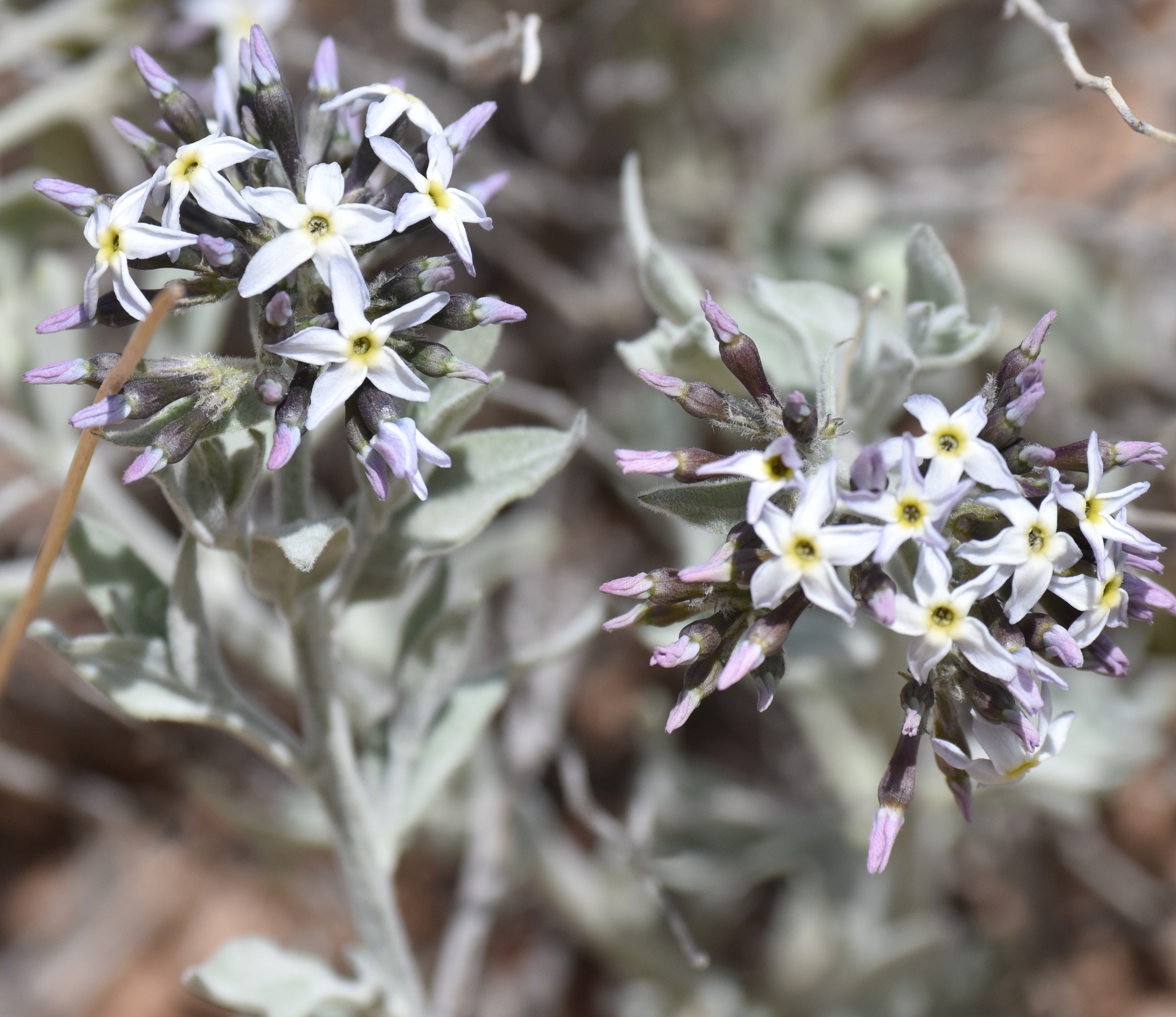 Amsonia tomentosa var. tomentosa
