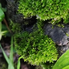 Dialytrichia mucronata