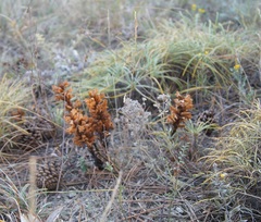 Orobanche kochii
