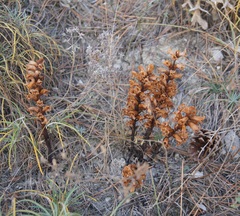 Orobanche kochii