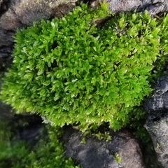 Dialytrichia mucronata