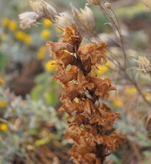 Orobanche kochii