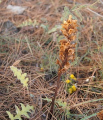 Orobanche kochii