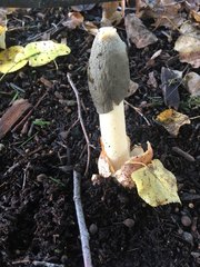 Phallus ravenelii