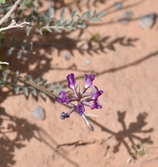 Astragalus sabulonum