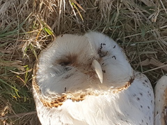 Tyto alba delicatula