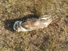 Tyto alba delicatula