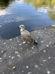Larus argentatus