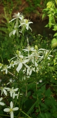Clematis terniflora