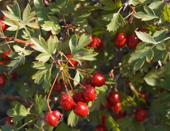 Crataegus stevenii