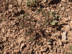 Euphorbia exstipulata