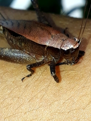 Ensifera