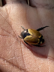 Popillia bipunctata