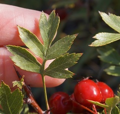 Crataegus stevenii