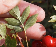 Crataegus stevenii