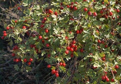 Crataegus stevenii