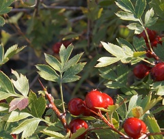 Crataegus stevenii