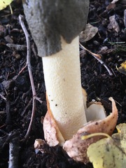 Phallus ravenelii