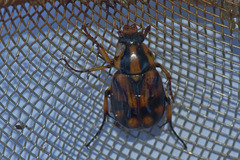 Stripsipher orientalis