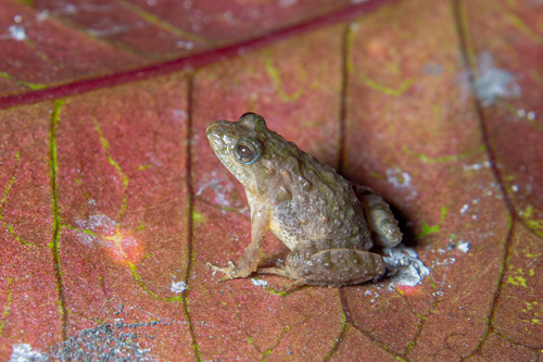 Pseudopaludicola restinga