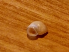 Bithynia tentaculata