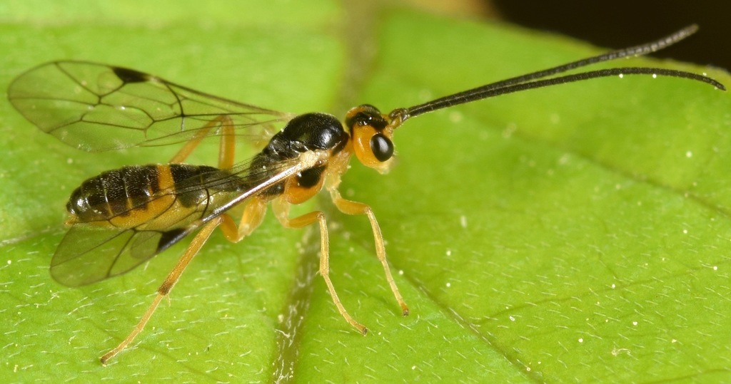 Ctenopelmatinae
