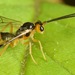 Ctenopelmatinae - Photo (c) skitterbug,  זכויות יוצרים חלקיות (CC BY), הועלה על ידי skitterbug