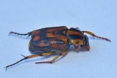 Stripsipher orientalis