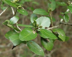 Gyropsylla ilecis