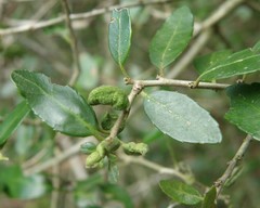Gyropsylla ilecis