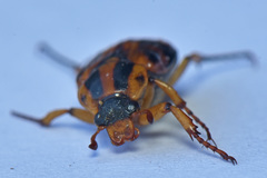 Stripsipher orientalis