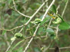 Gyropsylla ilecis