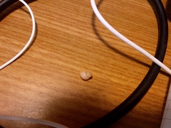 Bithynia tentaculata