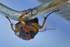 Stripsipher orientalis