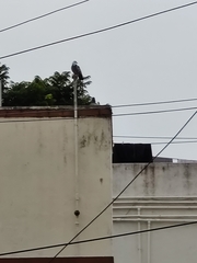 Columba livia domestica