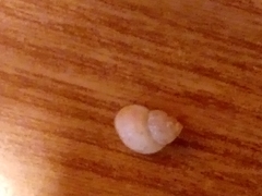 Bithynia tentaculata