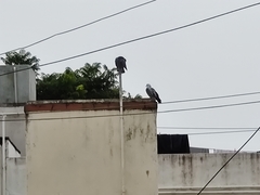 Columba livia domestica